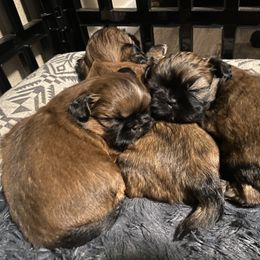 Shih Tzu Puppies from Alki Stars Shih Tzu