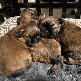 Shih Tzu Puppies from Alki Stars Shih Tzu