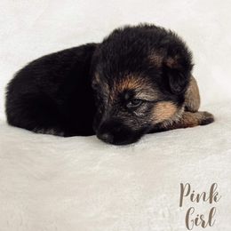 German Shepherd Puppies from Buxton Oregon Shepherds