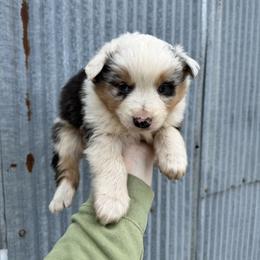 BMF 2 - Blue merle female Australian Shepherd puppy in Cushing, Oklahoma from Midwest Aussies