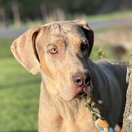 Rooster - Great Dane