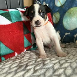 Rat Terrier Puppies from The Puppy Patch Rat Terriers