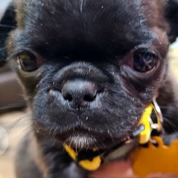 Pug Puppies from Morningsmile Kennels