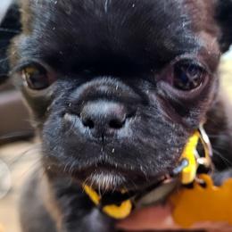 Pug Puppies from Morningsmile Kennels
