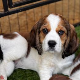 Jaime Fraser - Liver white and tan male English Springer Spaniel puppy in Tupalo, Mississippi from Butterfield Trail Farm