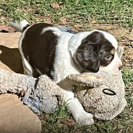 English Springer Spaniel Puppies from Desert Shadow Springers