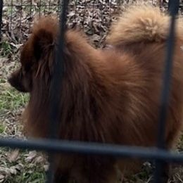Moose - Pomeranian