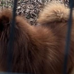 Moose - Pomeranian
