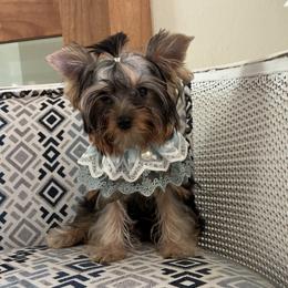 Boy 1 - Black and gold male Yorkshire Terrier puppy in Rosemount, Minnesota from Niczarbiewers