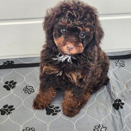 Bernedoodles, Cavapoos, Cockapoos, Goldendoodles, Havapoos, and Poodles from Farquharson's Poodles&Doodles