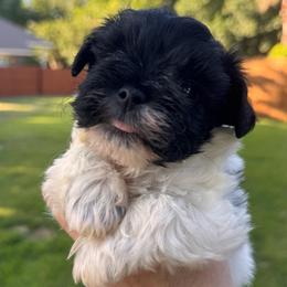 Black parti boy 2 - Parti male Miniature Schnauzer puppy in Pflugerville, Texas from K&K Precious Tx schnauzers