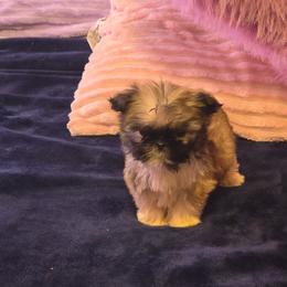 Charlie - Brown male Mal-Shi puppy in Pleasant Hill, Iowa from Courtney Nicole's Mal Shihs & Goldendoodles