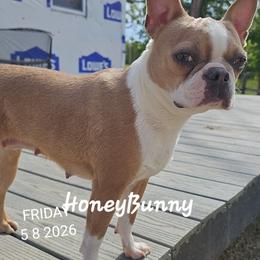 HoneyBunny - Boston Terrier