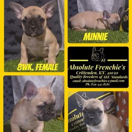 Minnie - Fawn female French Bulldog puppy in Crittenden, Kentucky from Absolute Frenchie's