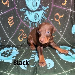 Black - Red and rust female Doberman Pinscher puppy in Louisville, Kentucky from Ruiz Dobermans