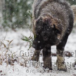 Carolina Dog and Caucasian Shepherd Dog All Grown Up from Guardian Angel Carolina Dogs & Caucasian Shepherds