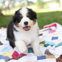 Stormi - Black tri-color female Australian Shepherd puppy in Bagley, Iowa from Diamond M Aussies