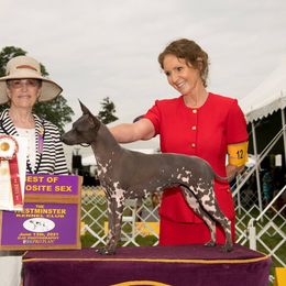 Pebble - American Hairless Terrier