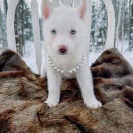 Pink collar - White female Siberian Husky puppy in Solon Springs, Wisconsin from Snowfall Siberians