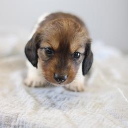 King - Piebald male Dachshund puppy in Alto, Texas from Prima Dachshunds