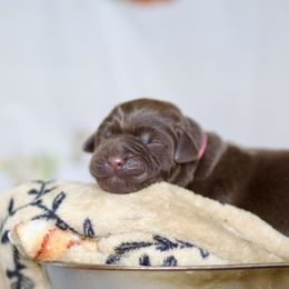 Teal Male - Chocolate male Labrador Retriever puppy in Williamston, Sc, South Carolina from Dutton Dog Co & Dalla Grazia Doberman