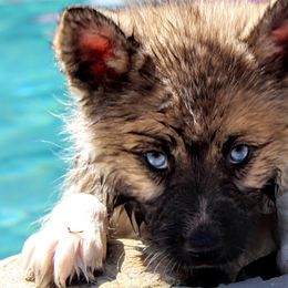 Pomeranians and Pomskies from Alpha Poms & Pomskies