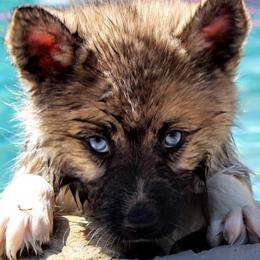 Pomeranians and Pomskies from Alpha Poms & Pomskies