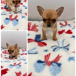 Phineas - Red and white female Chihuahua puppy in Williamsburg, Virginia from PAWSitive Cheeky Chihuahuas