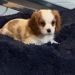 Prince - Blenheim male Cavalier King Charles Spaniel puppy in Parker, Colorado from Infinity Paws Cavaliers