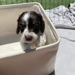 Dachshund Puppies from Pretty Dachshunds 661