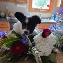 Trey - White and black male Papillon puppy in Cedarville, Ohio from Happy Paps