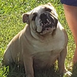 Sage - Bulldog