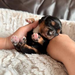 Maple Mochi - Black and tan female Cavalier King Charles Spaniel puppy in De Soto, Missouri from Blooming Cavaliers