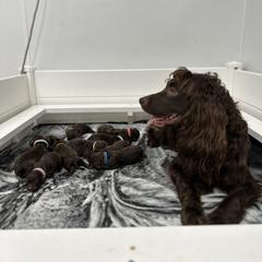 Boykin Spaniel and Chesapeake Bay Retriever Puppies from Big Medicine Kennel