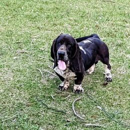 Otis - Basset Hound