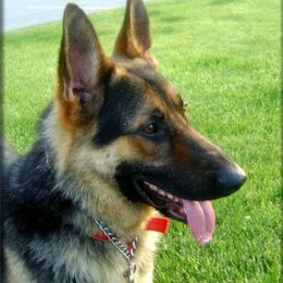 German Shepherds from Vom Kühnes Herz