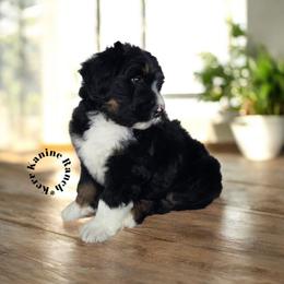 Theodore - Tri-color male Bernedoodle puppy in Ashton, Idaho from Kerr Kanine Ranch