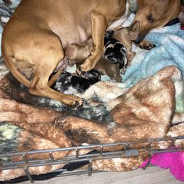 Toots - Australian Shepherd