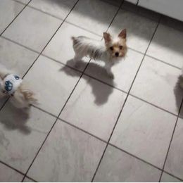 Precious litter - Chocolate and tan female Yorkshire Terrier puppy in Virginia Beach, Virginia from Mary's Precious Yorkies