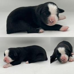 Black tri male 1 - Black tri male Miniature Australian Shepherd puppy in Brooker, Florida from Honey, I Shrunk the Aussies