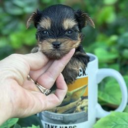 Yara - Black and tan female Yorkshire Terrier puppy in Lebanon, Kentucky from Mosaic Merle Doodles