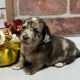 Dachshund puppies from Spinks Puppies