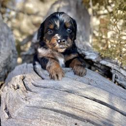 Scarpa - female Australian Mountain Doodle puppy in Randolph, Utah from Dry Canyon Pups