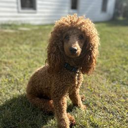 Dansby - Poodle