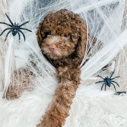 Taurie - Cafe au lait male Poodle puppy in Flint, Michigan from Anytime Doodles