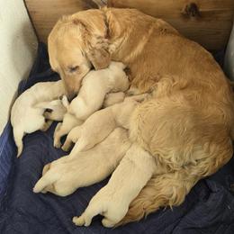 Girl 4 - Light golden female Golden Retriever puppy in Loveland, Colorado from Grateful Bernese & Gage's Goldens