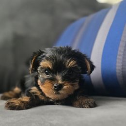 Pop - Black and tan male Yorkshire Terrier puppy in Diamondhead, Mississippi from Jazzy Puppy Palace