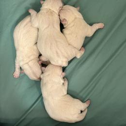Winston - White male West Highland White Terrier puppy in Scurry, Texas from Karen Williams's West Highland White Terriers