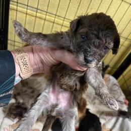 Tinsel - Merle male Assorted Doodle Crosses puppy in Stuart, Virginia from Lil Aussie Posse