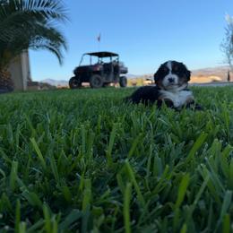 Paz - Black tan and white female Bernese Mountain Dog puppy in Ramona, California from Buendias Ranch Saint Bernards & Bernese Mountain Dogs